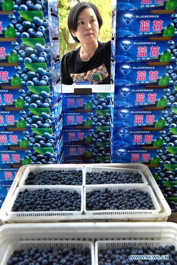 Online Blueberry Business Helps Couple Gain Profit in China's Shandong Online Blueberry Business Helps Couple Gain Profit in China's Shandong