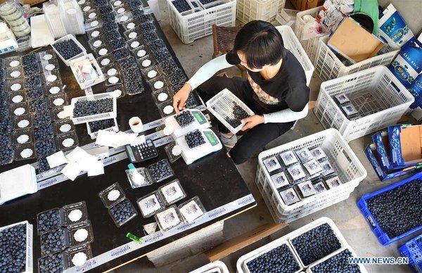 Online Blueberry Business Helps Couple Gain Profit in China's Shandong Online Blueberry Business Helps Couple Gain Profit in China's Shandong