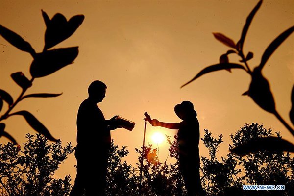 Online Blueberry Business Helps Couple Gain Profit in China's Shandong Online Blueberry Business Helps Couple Gain Profit in China's Shandong
