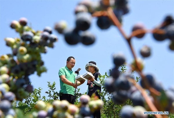 Online Blueberry Business Helps Couple Gain Profit in China's Shandong Online Blueberry Business Helps Couple Gain Profit in China's Shandong