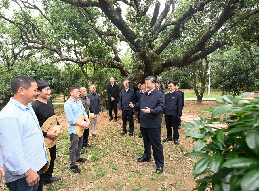 Xi Story: Lychee Industry Brings Wealth to Villagers in Guangdong Xi Story: Lychee Industry Brings Wealth to Villagers in Guangdong