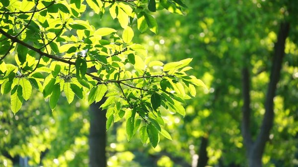 GLOBALink | Vlogger Impressed by Sustainable Lifestyle in China's Zhongshan