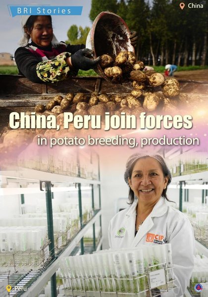 BRI Stories | China, Peru Join Forces in Potato Breeding, Production