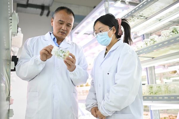 BRI Stories | China, Peru Join Forces in Potato Breeding, Production