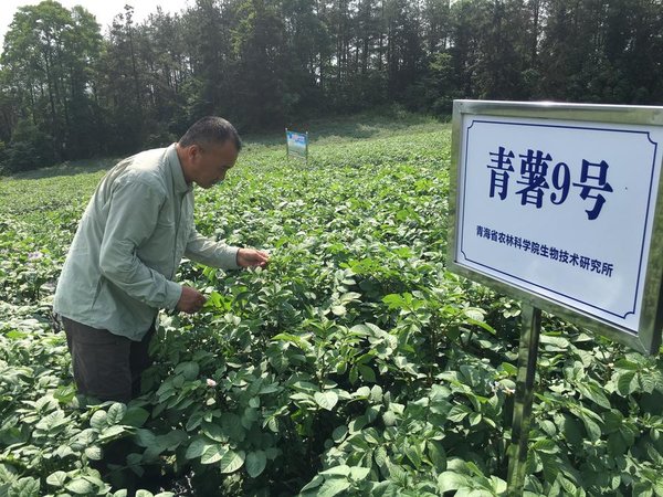 BRI Stories | China, Peru Join Forces in Potato Breeding, Production