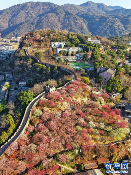 Plum Blossoms Add Color to East China's City Plum Blossoms Add Color to East China's City