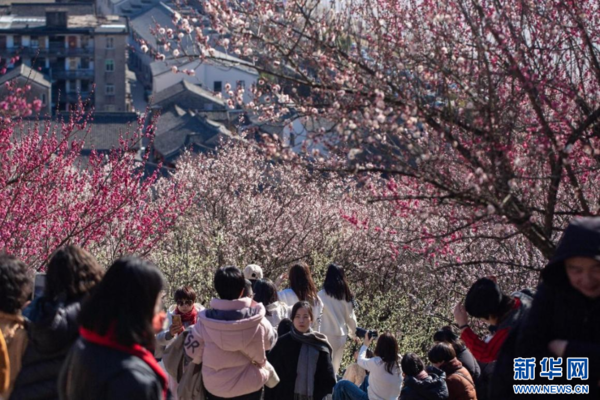 Plum Blossoms Add Color to East China's City Plum Blossoms Add Color to East China's City
