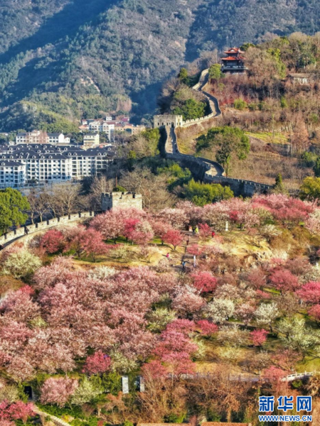 Plum Blossoms Add Color to East China's City Plum Blossoms Add Color to East China's City