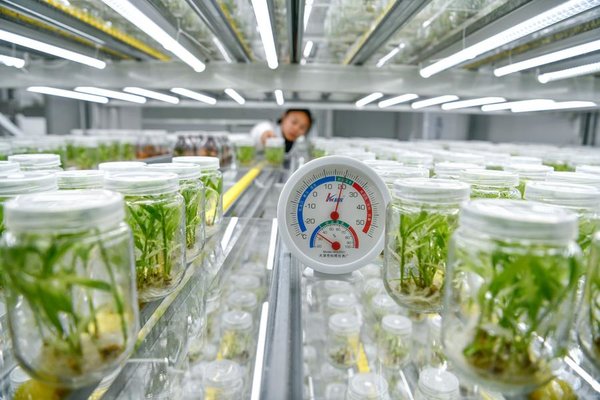 AI Empowers China's Agriculture to Harvest Smarter Future