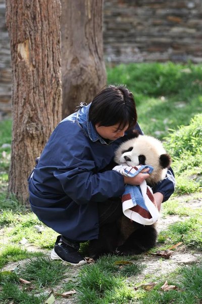 A Keeper Grows Alongside Giant Pandas
