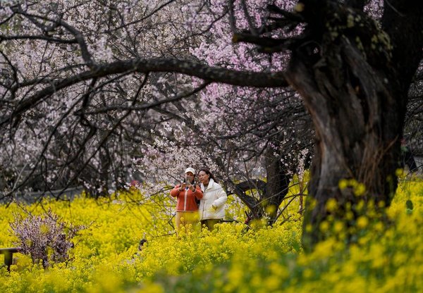 Nyingchi in SW China's Xizang Boosts Tourism with Flower Viewing Nyingchi in SW China's Xizang Boosts Tourism with Flower Viewing