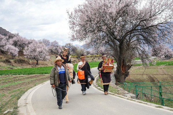 Nyingchi in SW China's Xizang Boosts Tourism with Flower Viewing Nyingchi in SW China's Xizang Boosts Tourism with Flower Viewing