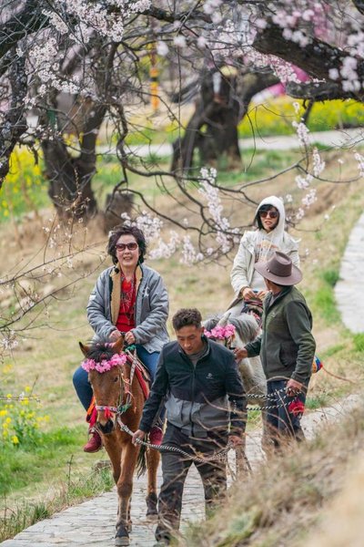 Nyingchi in SW China's Xizang Boosts Tourism with Flower Viewing Nyingchi in SW China's Xizang Boosts Tourism with Flower Viewing