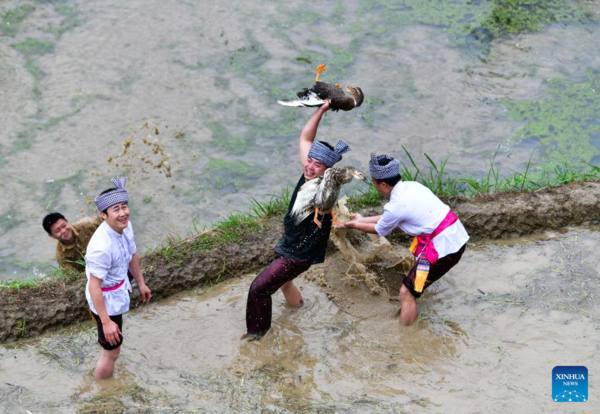 Various Cultural Events Held in Terraced Fields in Congjiang, Guizhou