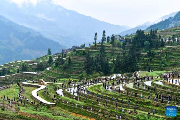 Various Cultural Events Held in Terraced Fields in Congjiang, Guizhou