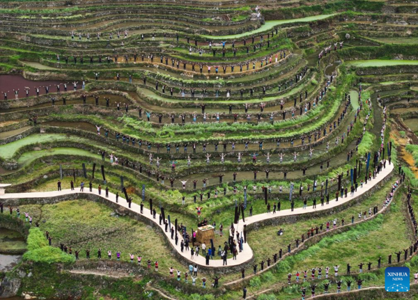 Various Cultural Events Held in Terraced Fields in Congjiang, Guizhou