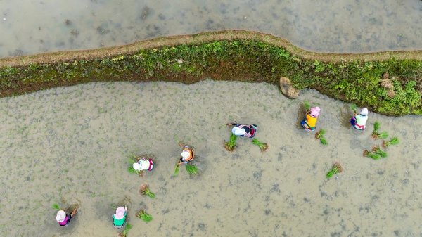 1,300-Year-Old Agricultural Ecosystem Shines in SW China's Yunnan 1,300-Year-Old Agricultural Ecosystem Shines in SW China's Yunnan