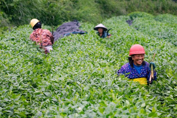 Made Here: Matcha Goes Global from This Mountainous County