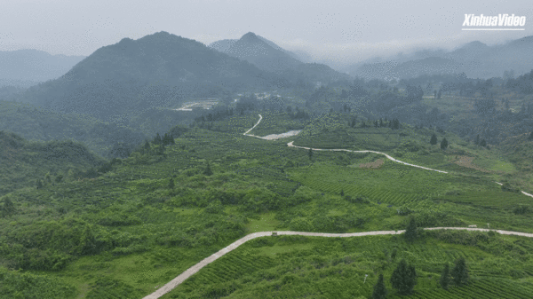 Made Here: Matcha Goes Global from This Mountainous County
