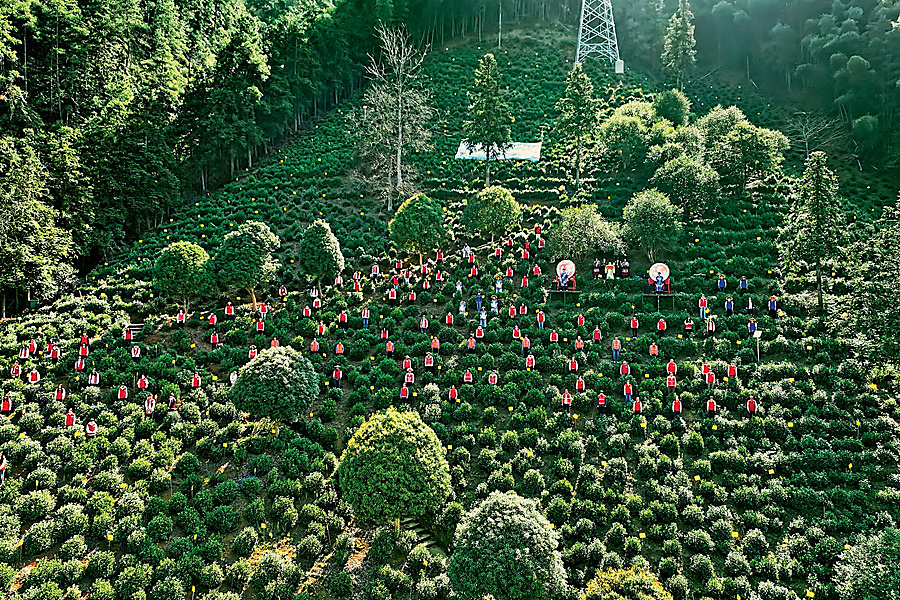 安徽黄山富溪茶VCG111631283571.jpg
